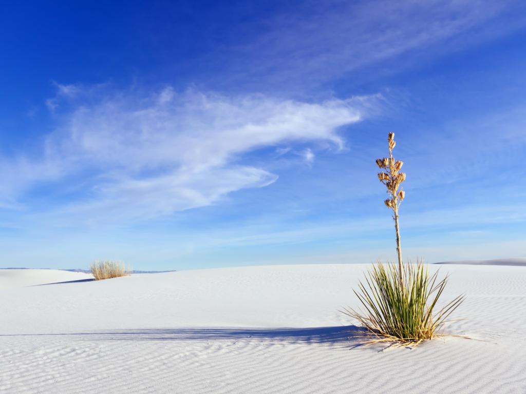 Yucca growing in white gypsum sand and beautiful blue sky, White Sands National Monument.