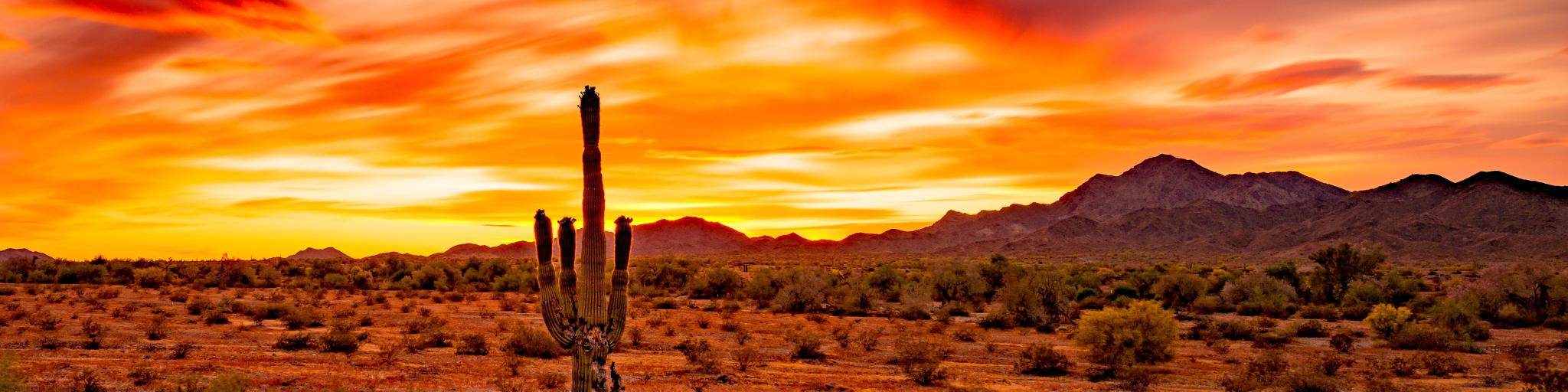 Single cactus in the desert with red and orange sunset