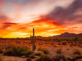 Single cactus in the desert with red and orange sunset
