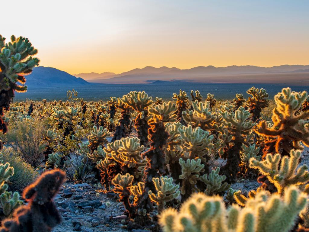 Cholla Cactus Garden Trail, Joshua Tree National Park, USA, during sunrise or sunset
