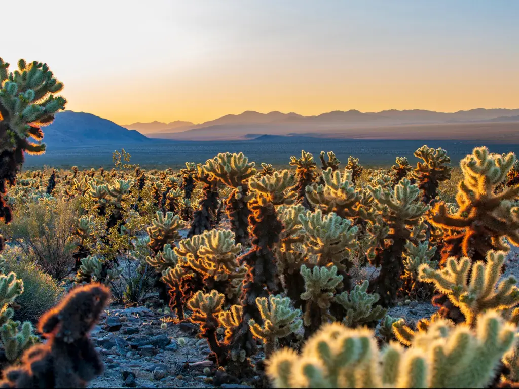 Cholla Cactus Garden Trail, Joshua Tree National Park, USA, during sunrise or sunset