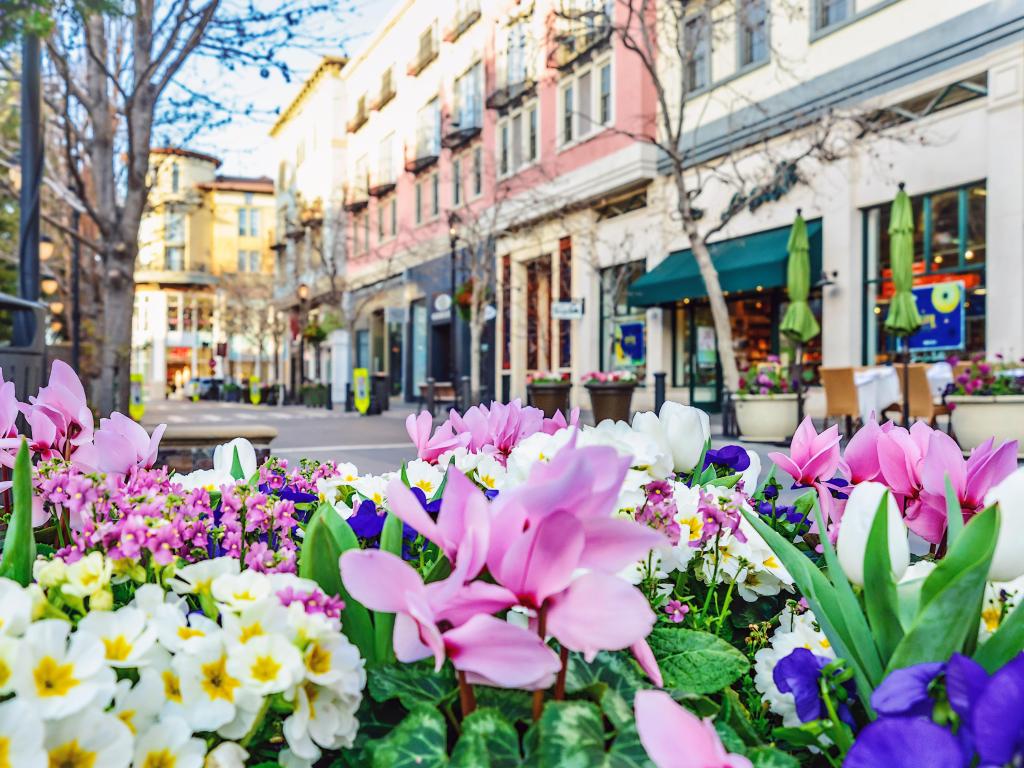 San Jose, California with flower beds in the foreground and a street with various shops in the background. 