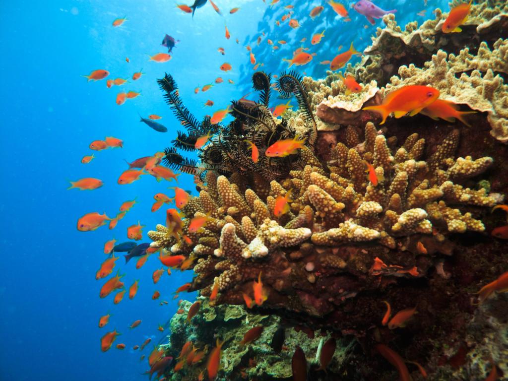 Small fish, mainly orange and black, swimming around coral in clear blue sea