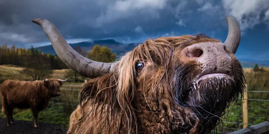A close up of a brown highland cow with big curved horns looking upwards, with another cow in the background