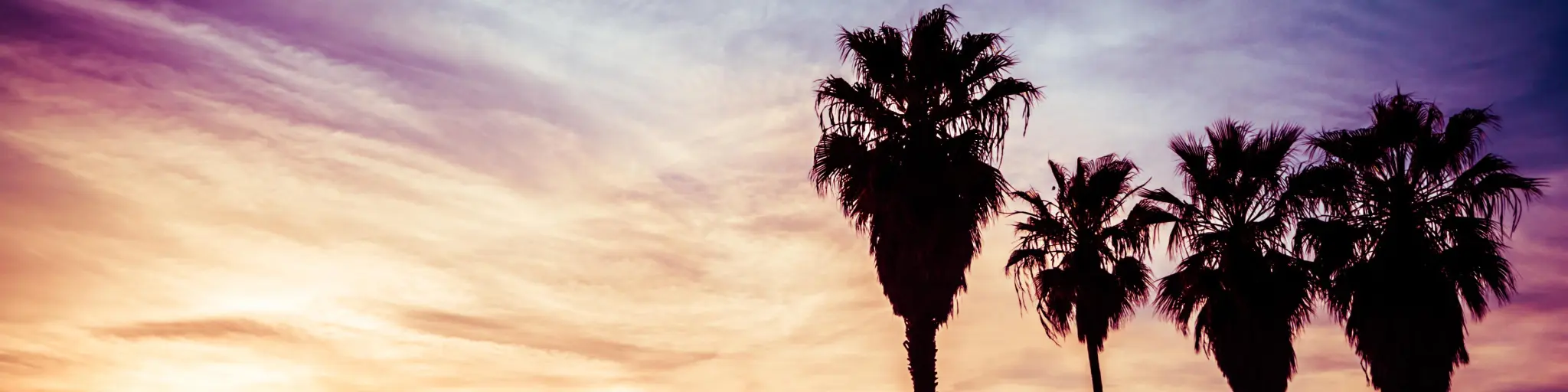 Sunset at Venice Beach with palm trees in the foreground