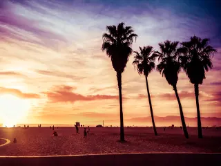 Sunset at Venice Beach with palm trees in the foreground