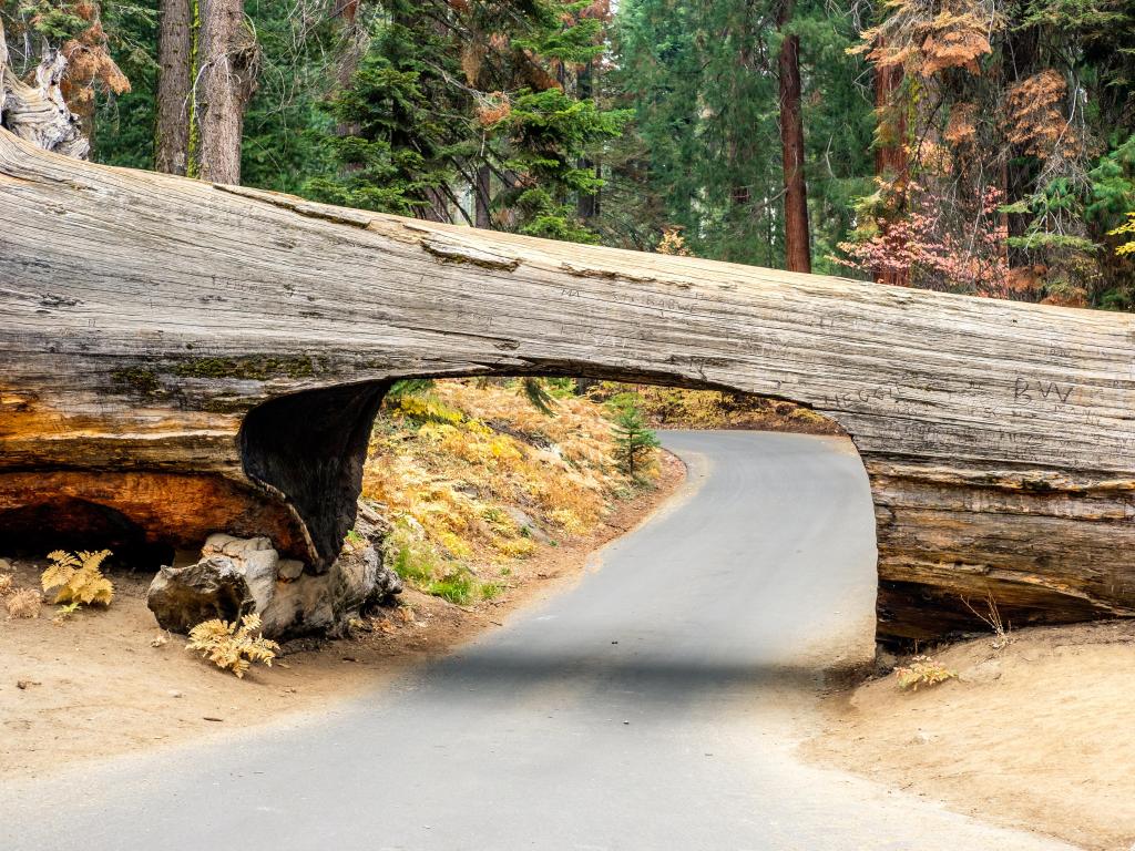 Tunnel Log in Sequoia National Park, a fallen down tree with a window cut in the tunnel for the cars to drive through