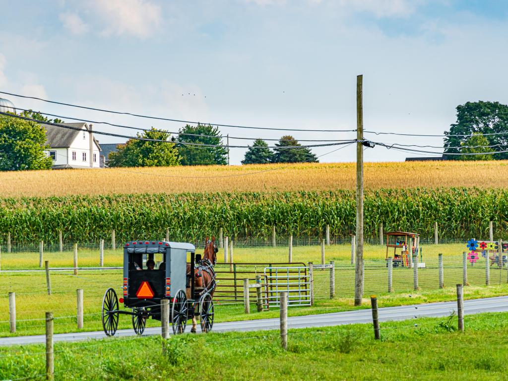 Amish country field agriculture, with horse drawn cart alongside farm and barn in Lancaster, PA US.