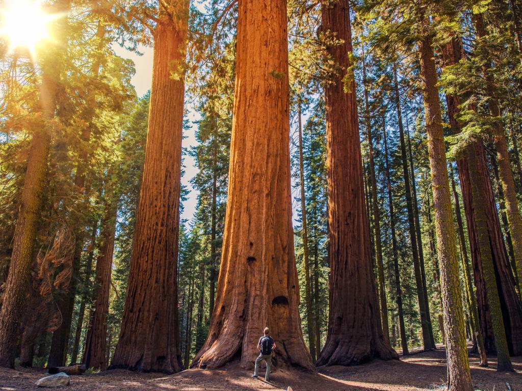 A man standing in a forest of giant sequoias in the Sequoia National Park, California