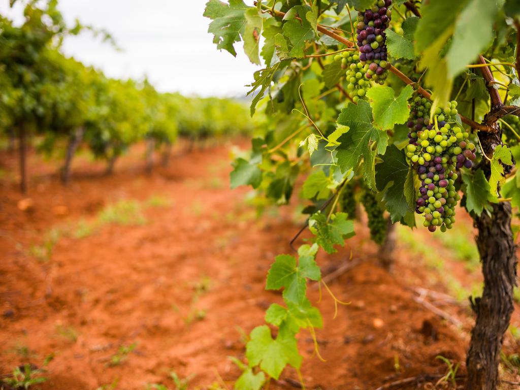 Bunches of ripening red and green grapes in close up with vivid orange soil