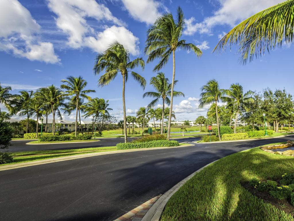 Road through south Florida surrounded by palm trees 