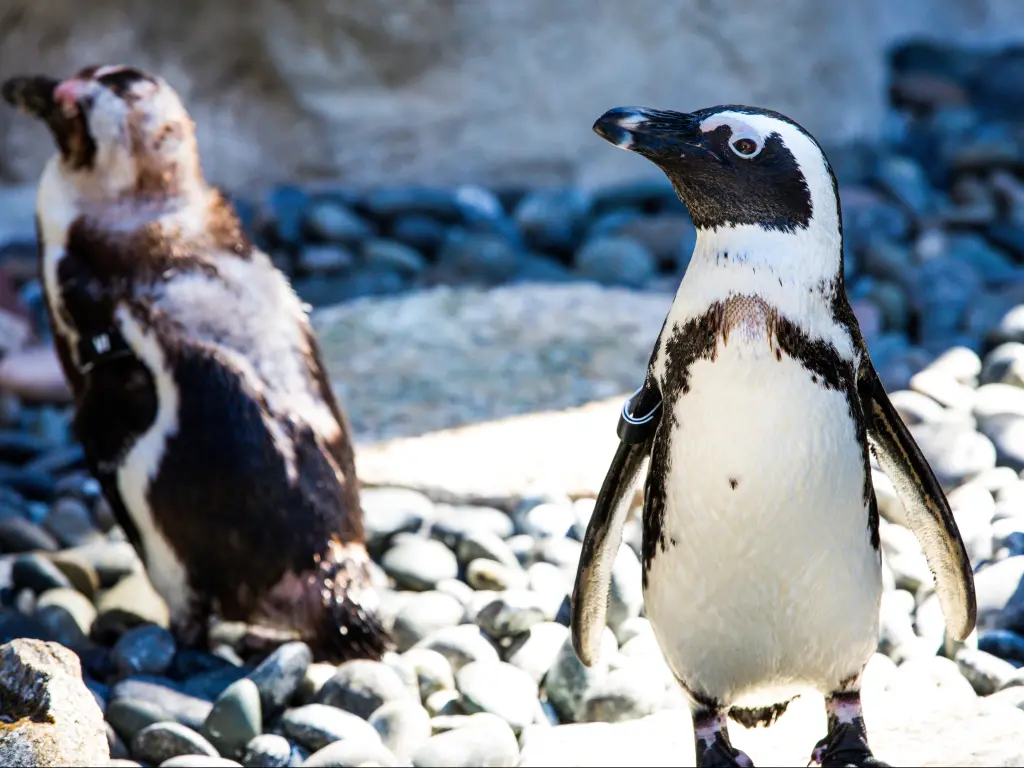 African Penguins at San Diego, one staring at the camera and another one is located in the background