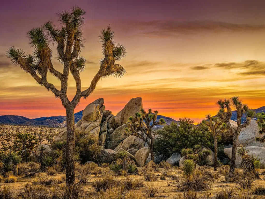 Joshua trees in the desert at dawn in Joshua Tree National Park