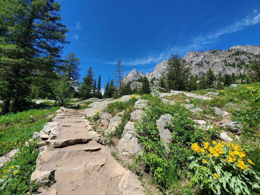 Stepped Inspiration Point Trail, lined with arrowleaf balsamroot flowers and pine trees.