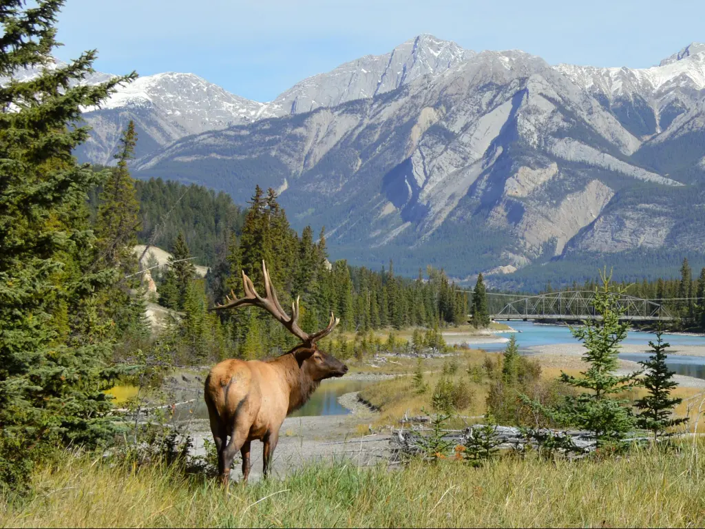 Elk in Jasper National Park, Alberta, Canada, surrounded by blue sky and mountain peaks in the background