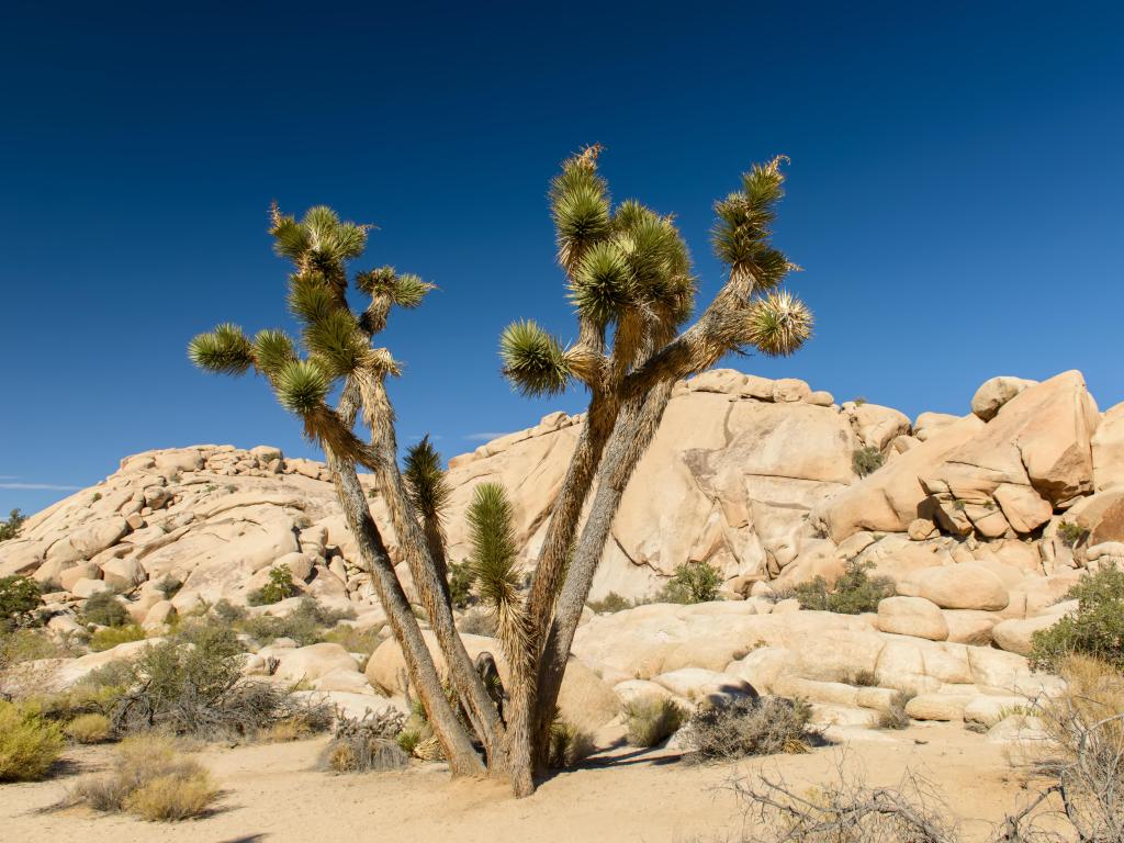 Joshua Tree National Park, California, USA taken at sunset on the Jumbo Rocks with a Joshua Tree in the foreground on a clear sunny day.