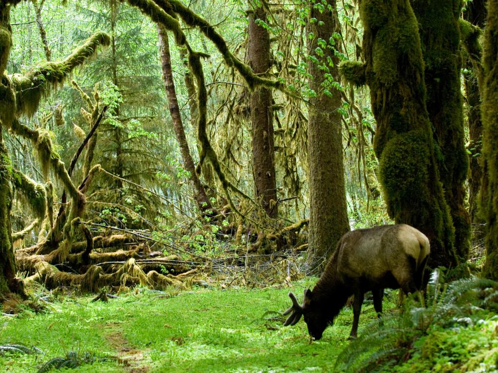Roosevelt elk in rainforest of Olympic national park, Washington state, USA.