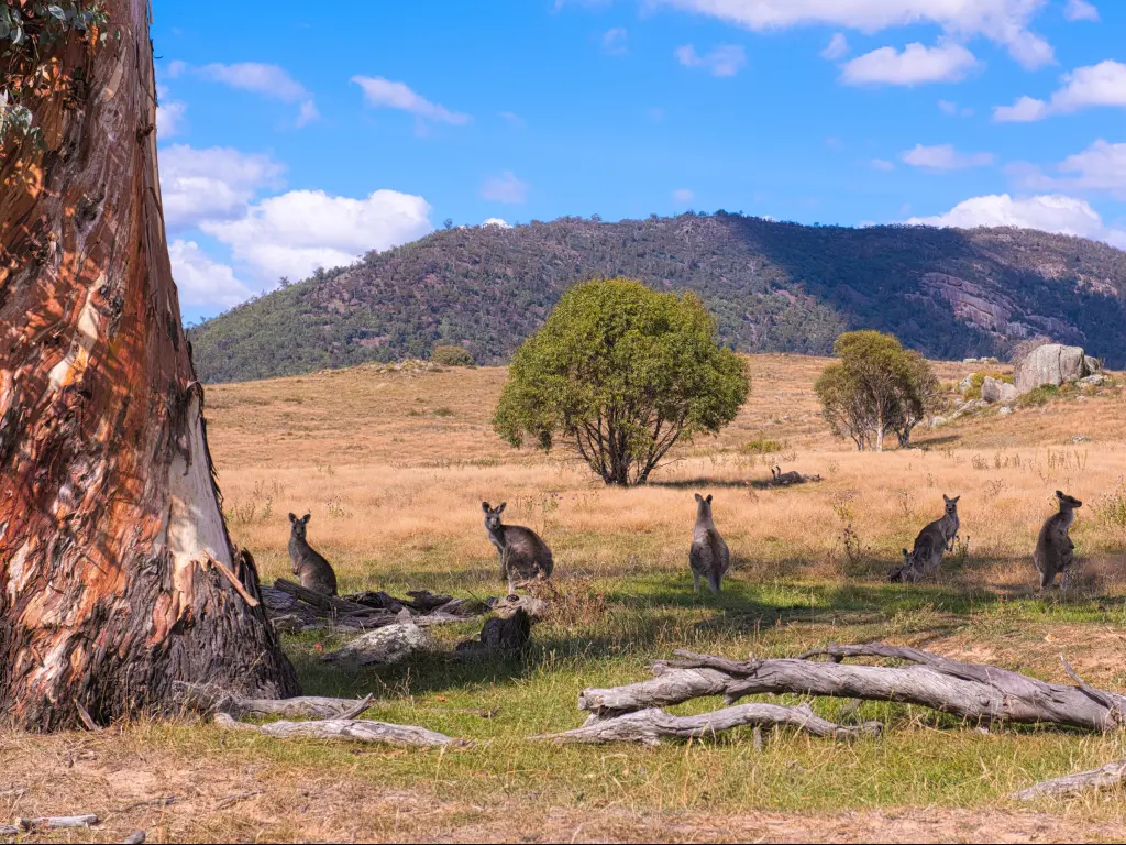 Namadgi National Park, Australia taken at 80km away from the Capital Canberra and wild kangaroos.