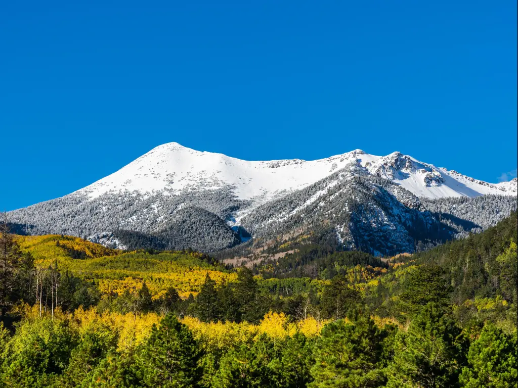 Flagstaff, Arizona, USA with snow-covered San Francisco Peaks near Flagstaff, trees in the foreground and taken against a bright blue sky.