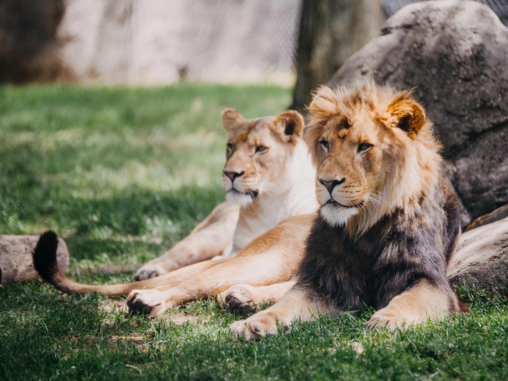 A male and female lion lying on the grass, staring into the distance