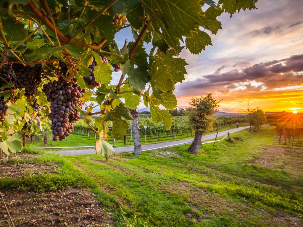 Napa Wine Country Vineyard with grape harvest in the foreground with the sun setting in the distance.