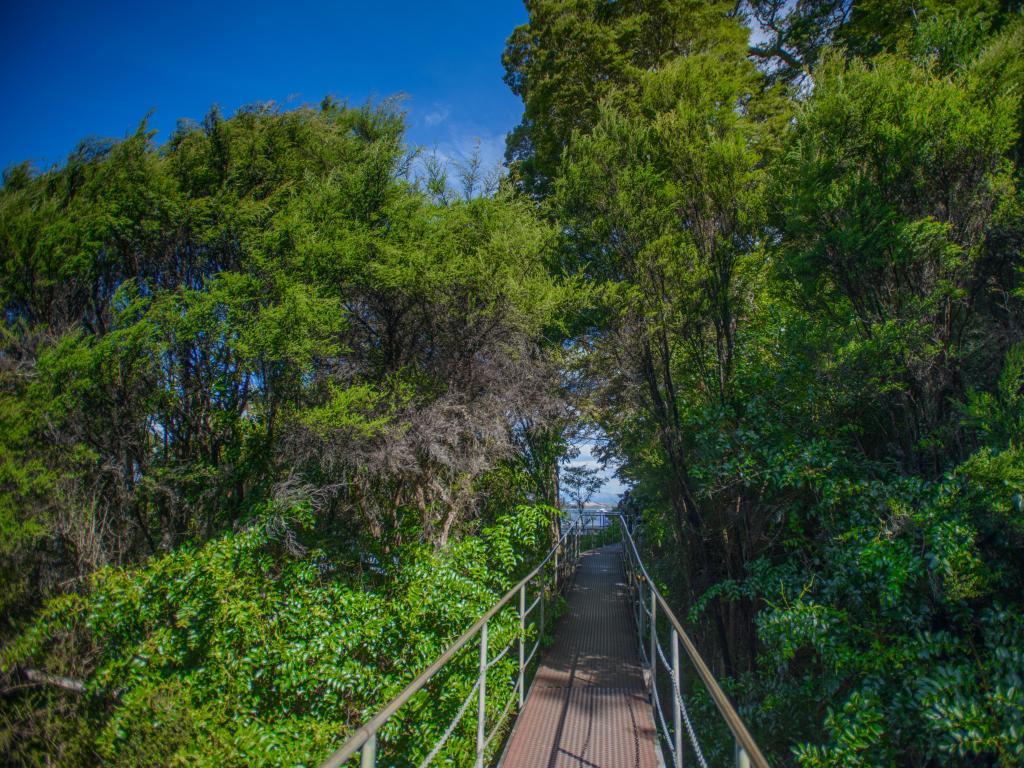 The forest in front of Te Anau Glowworm Caves