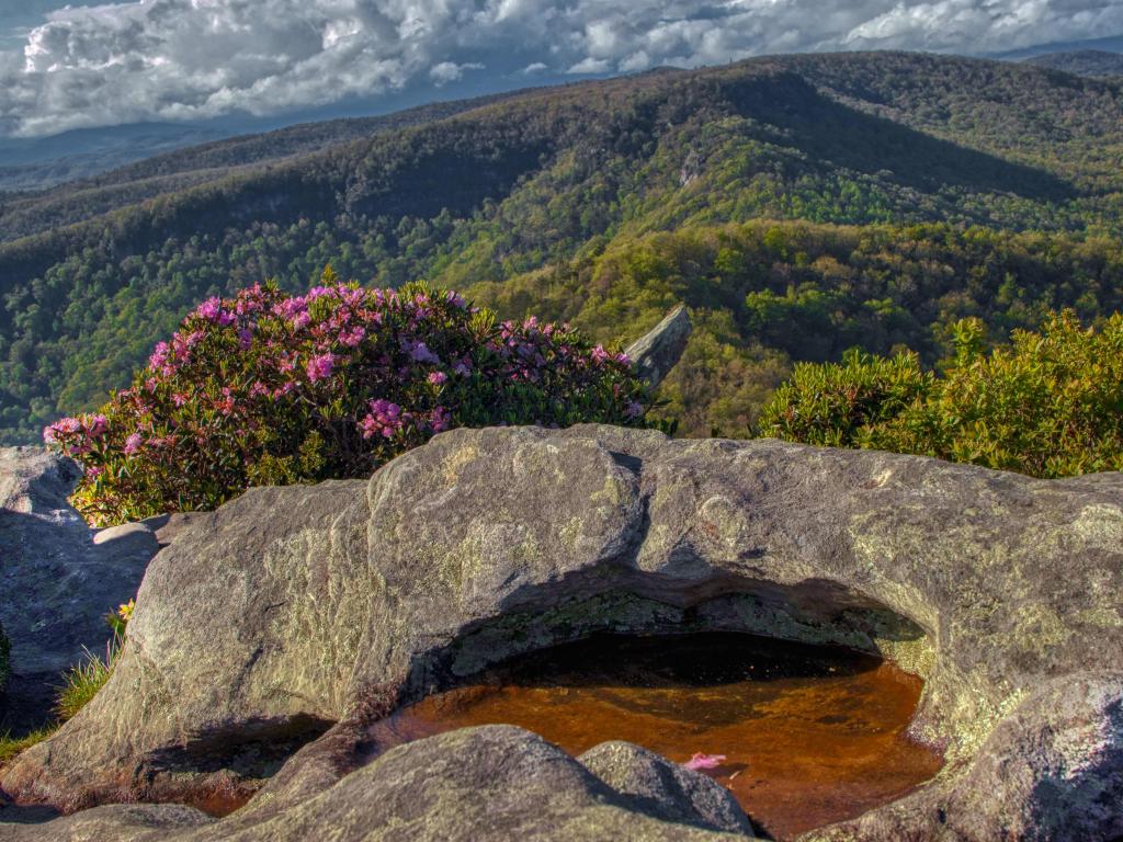 Linville Gorge Wilderness, North Carolina, USA in Spring Rhododendron and Azalea bloom in Western North Carolina in the Pisgah Forest of the Blue Ridge Mountains.