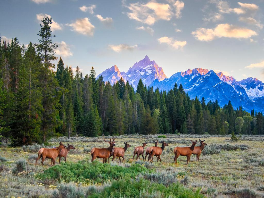 Elk Herd in the Meadow, Jackson Hole, Wyoming. A male stag elk is seen with his harem walking through a meadow at sunset.