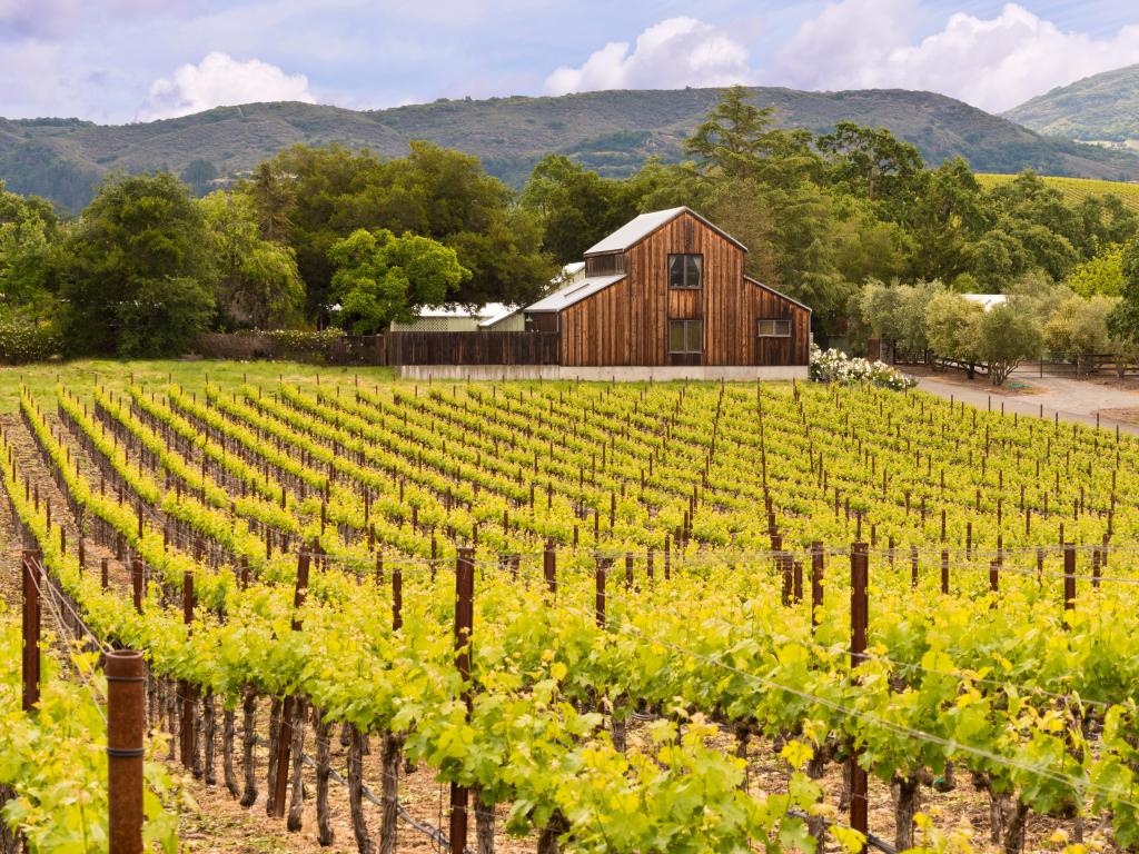 Napa Valley Vineyards, California, USA with mountains in the distance and a barn in the foreground.