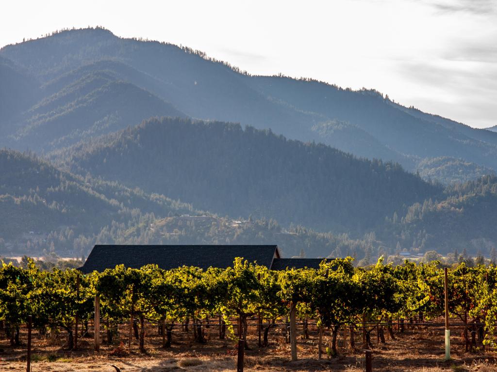 Rogue Valley, Oregon with a vineyard in the foreground and tree covered mountains in the distance on a sunny day.