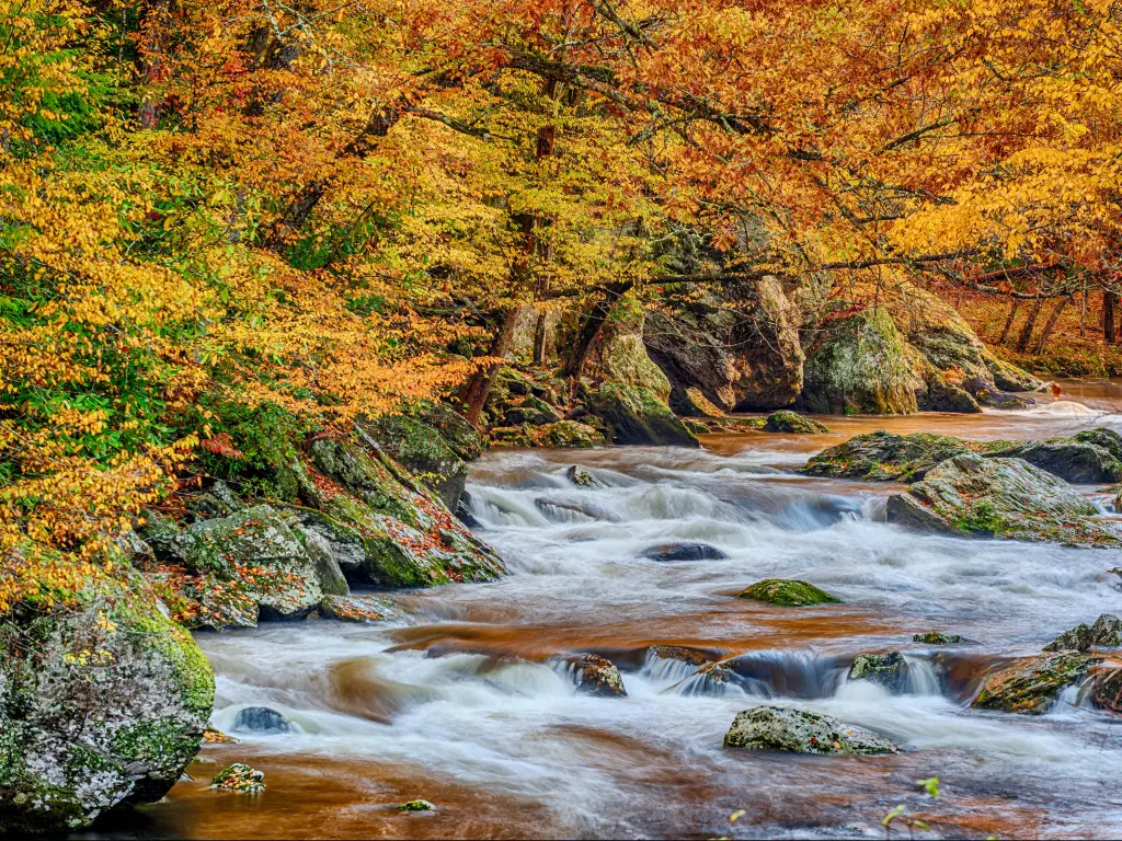 Great Smoky Mountains National Park, USA with a view of a flowing Smoky Mountain stream with Autumn leaves.