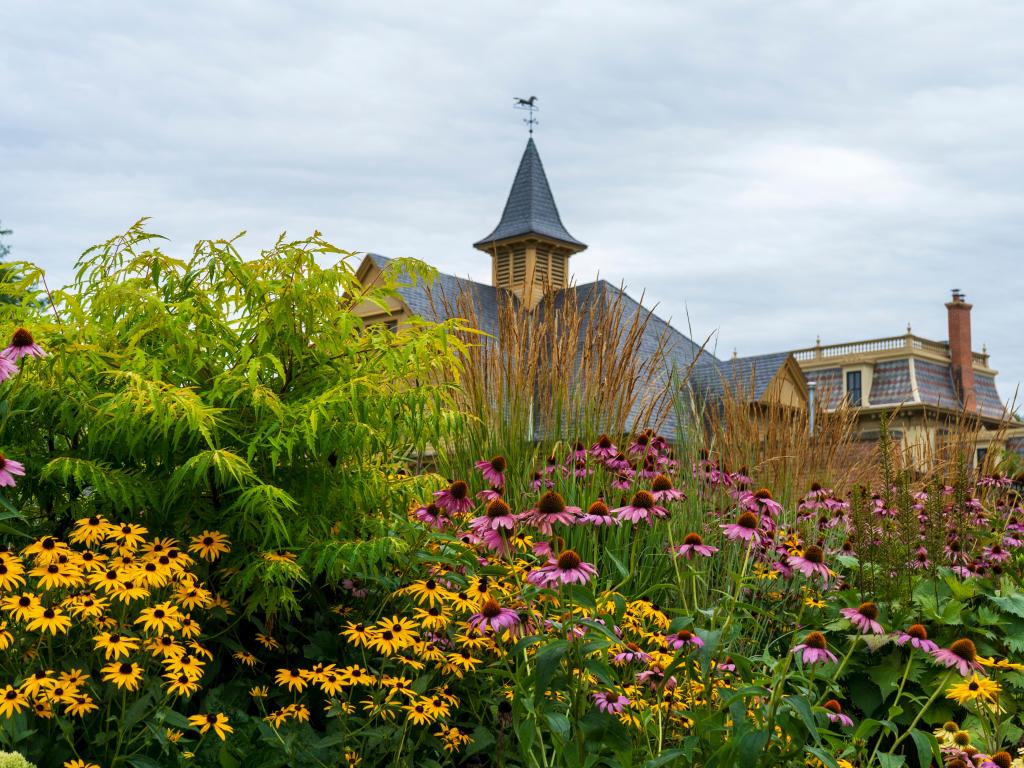 Beautiful summer flowers in the Minnesota Hubbard Gardens on an overcast day