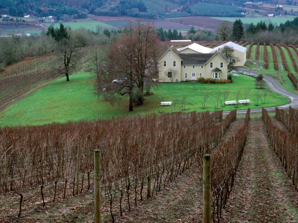 A vineyard near Portland, Oregon awaiting the new  growing season in February.