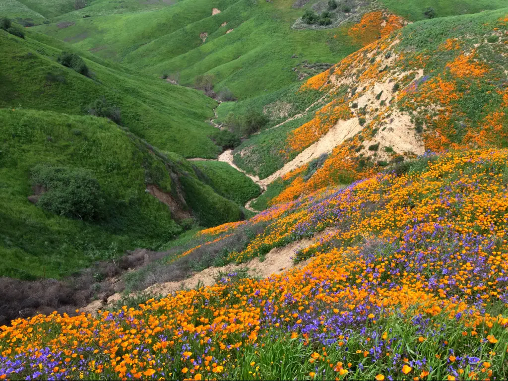 California Golden Poppy and Phacelia Minor blooming in Chino Hills State Park, California, USA.