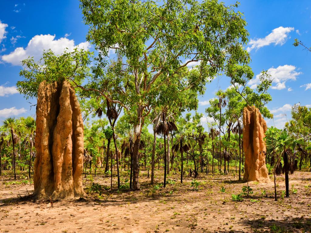 Litchfield National Park, Northern Territory, Australia with two termite mounds in the park surrounded by trees and taken on a sunny day.