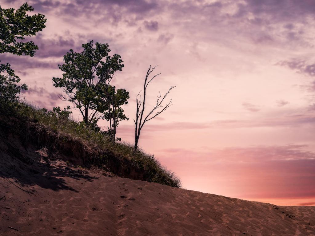 Sand dune with two small trees at the top illuminated in pink evening light