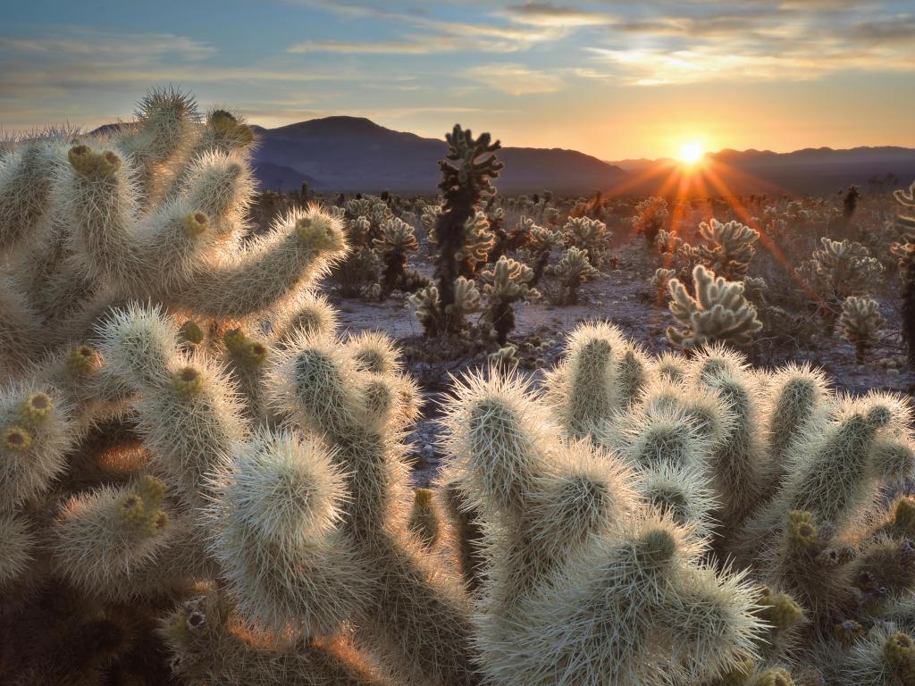 Joshua Tree National Park, California, USA taken at Chollas Cactus at sunrise.
