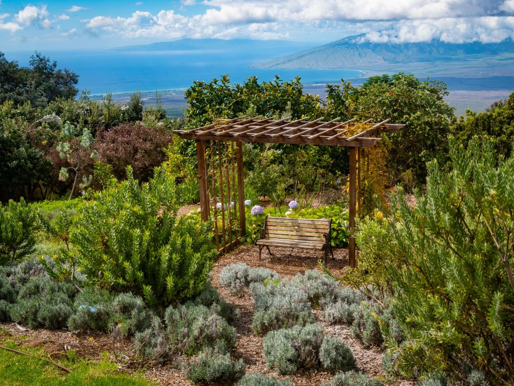 Ali'i Kula Lavender Farm, on on the misty slopes of the Haleakala Volcano on the outskirts of Kula, Hawaii