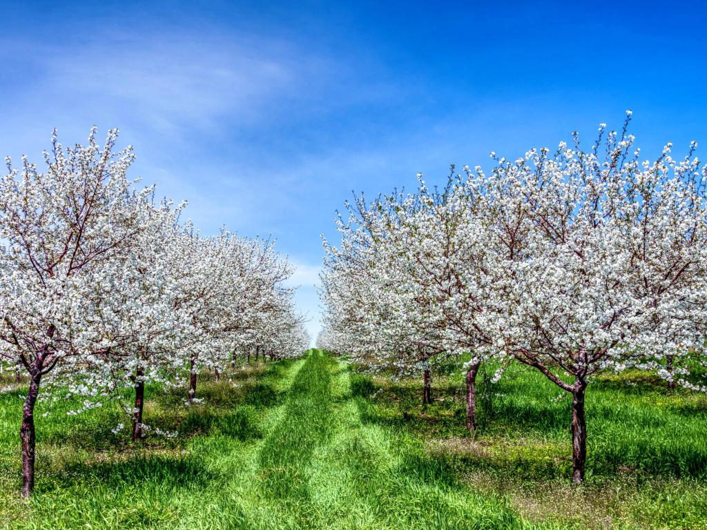 Traverse City Michigan Cherry Blossoms