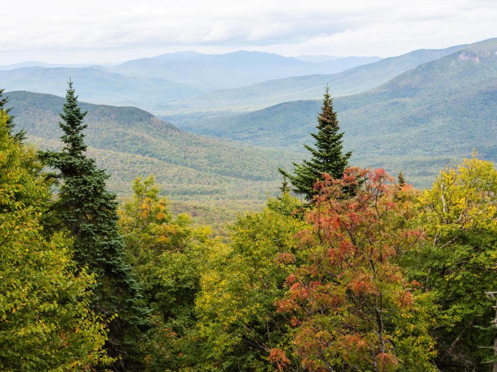 Forest landscape along the Mount Washington Auto Road during autumn