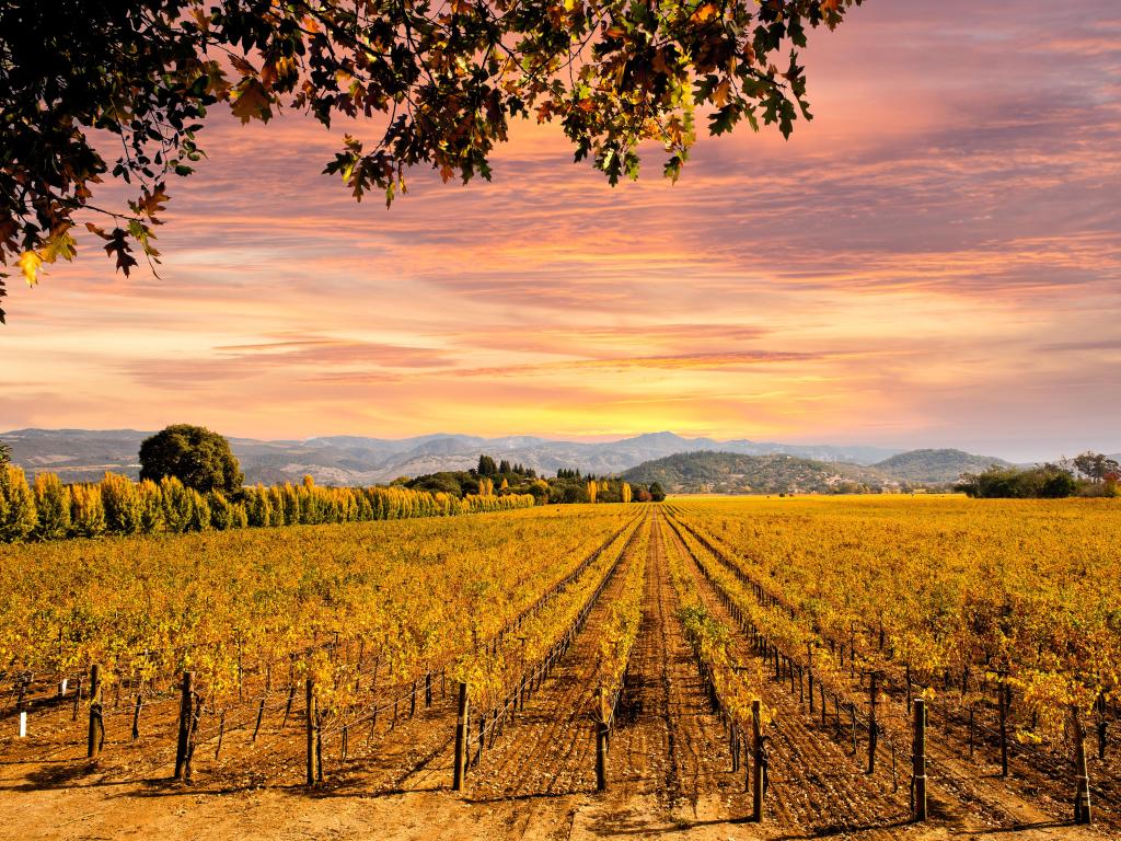 Rows of vines in sunset light with pink sky and mountains in the far distance