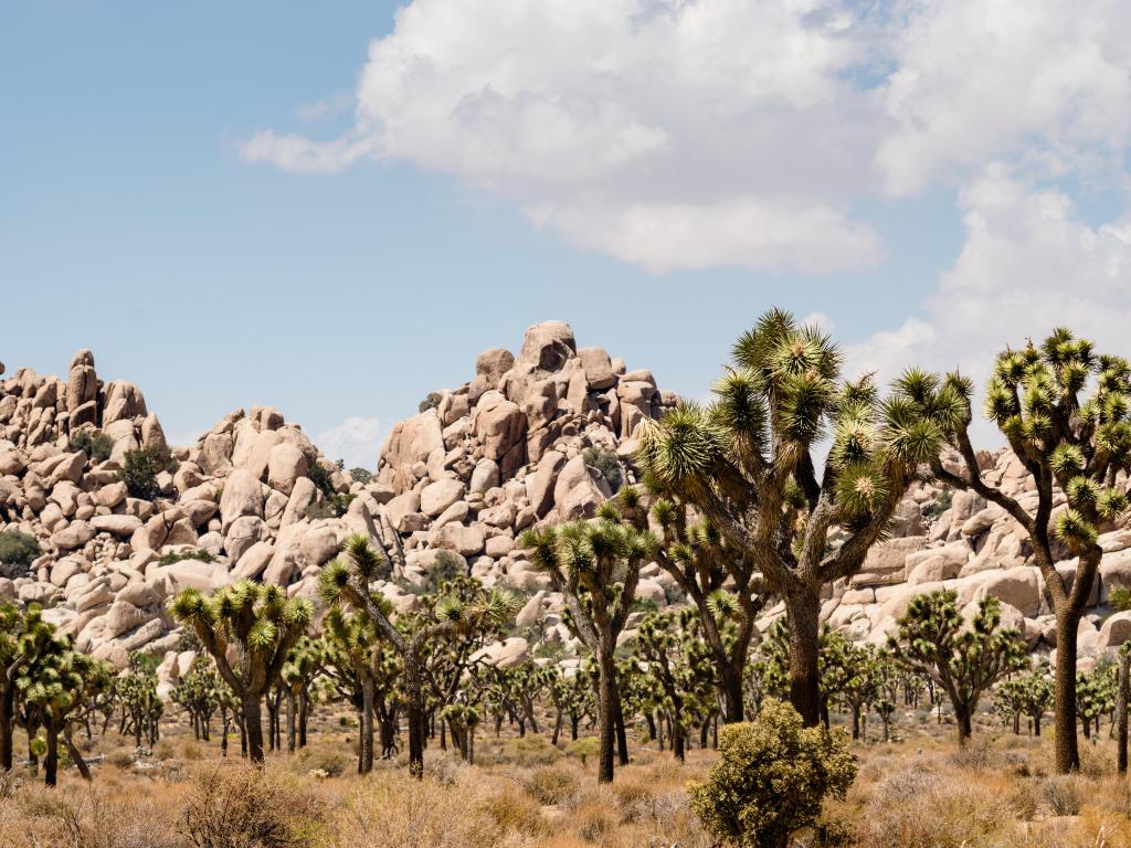 Joshua Tree National Park, California, USA with trees and rocks in the foreground and taken on a sunny day.