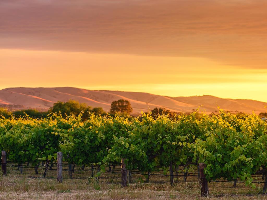 McLaren Vale, South Australia with a view of the wine valley at sunset with rolling hills in the distance.