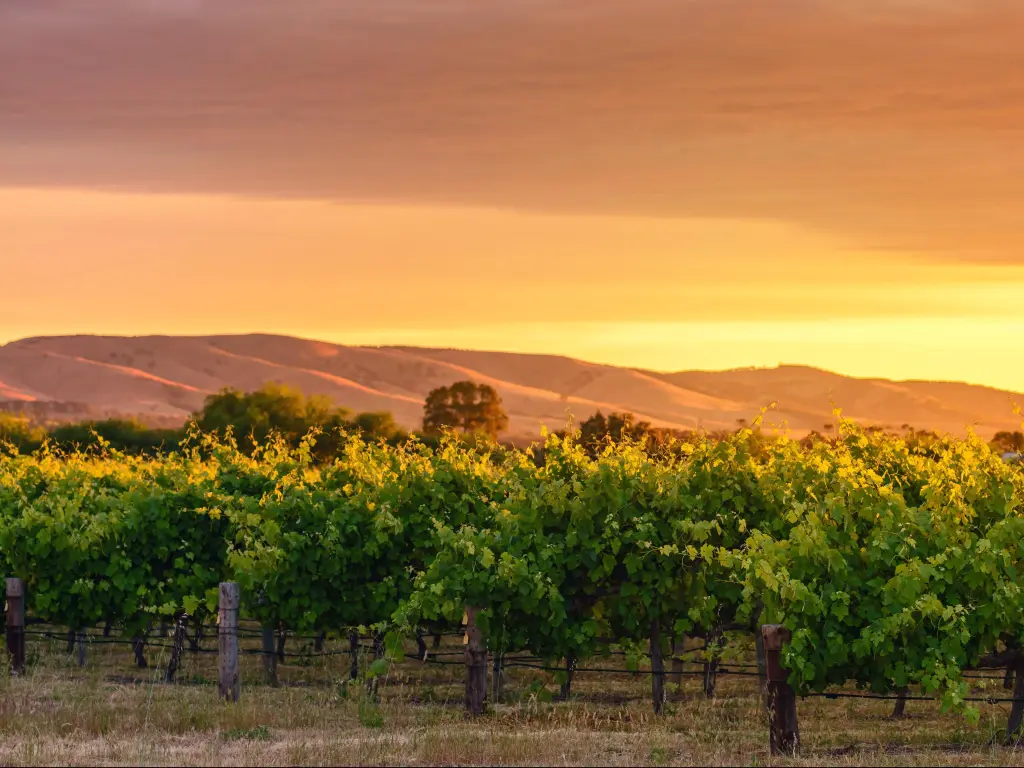 McLaren Vale, South Australia with a view of the wine valley at sunset with rolling hills in the distance.
