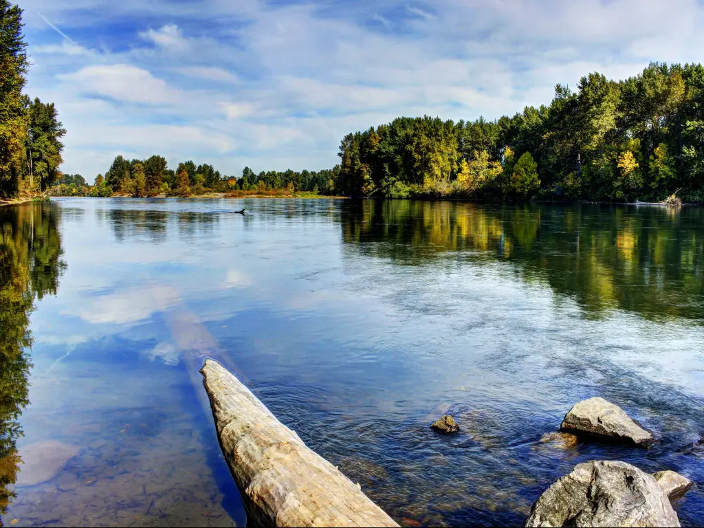Willamette River, Oregon, USA taken on a calm late summer morning with a fallen log in the water in the foreground and trees in the distance.