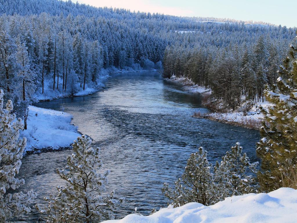 Spokane River meandering through a winter's forest, with the trees dusted with silvery snow