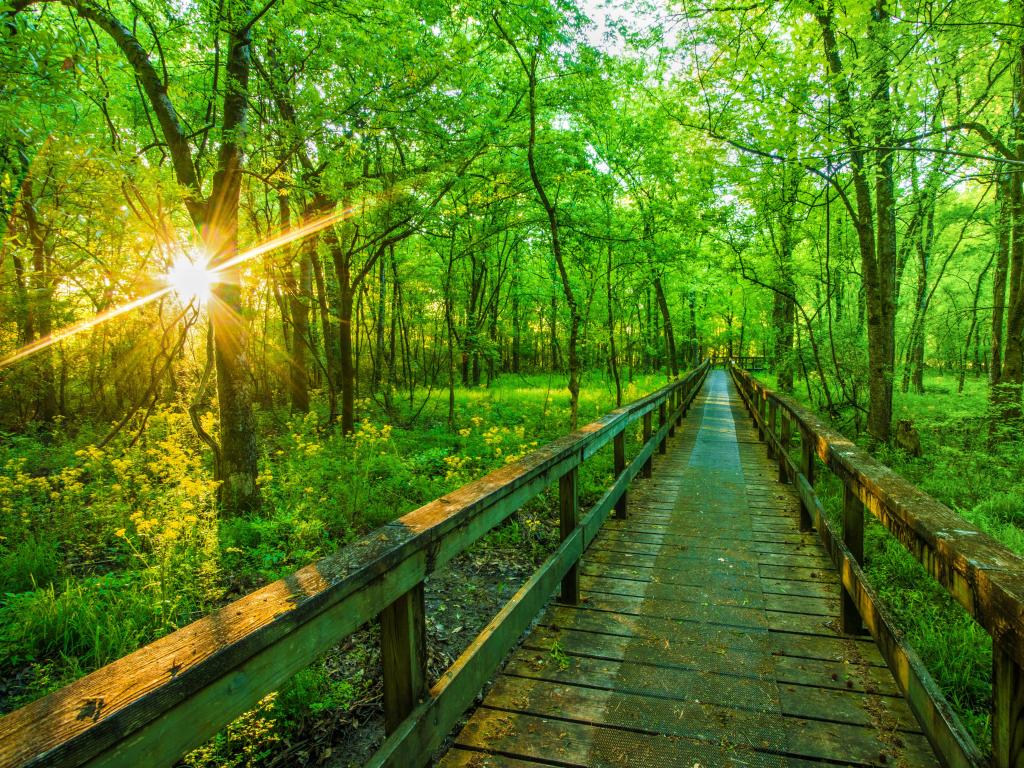 Natchez, Mississippi at sunrise with a wooden platform leading to the distance surrounded by lush green woodland.