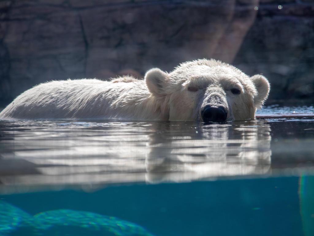 Polar Bear appearing out of the water at San Diego Zoo