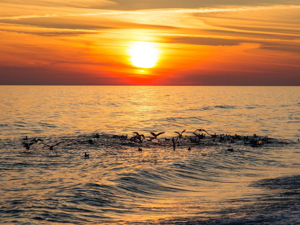 Destin Florida at Henderson State Park at sunset with birds settled across the water