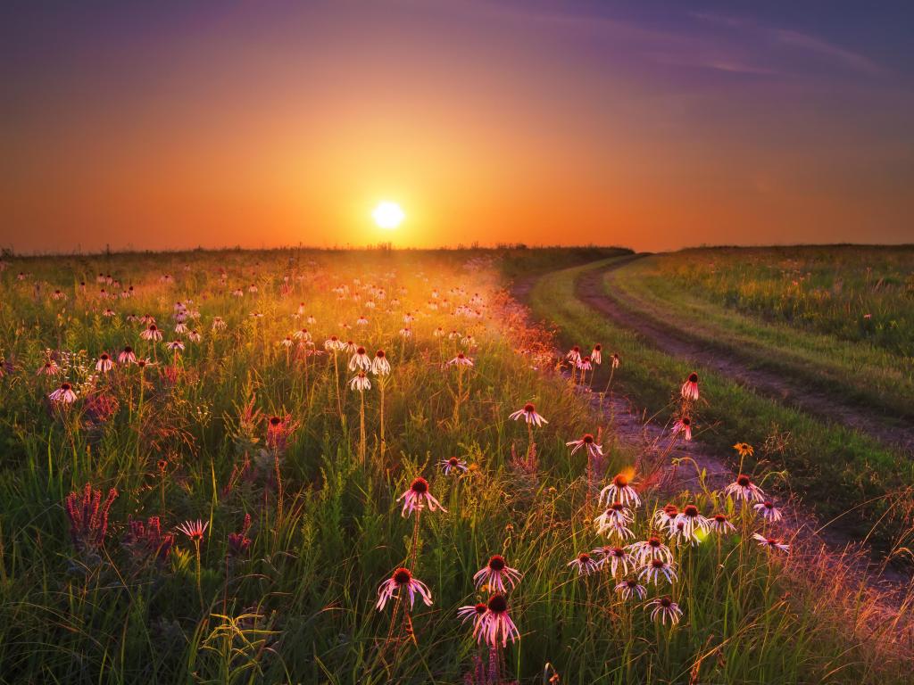 Sunset casts glowing light on the colorful wildflowers on the Wah'Kon-Tah Prairie in Missouri
